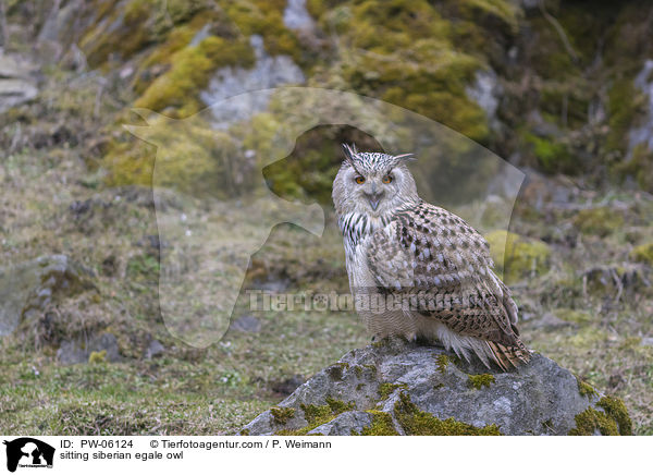 sitting siberian egale owl / PW-06124