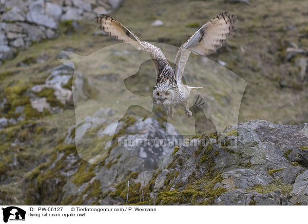 flying siberian egale owl / PW-06127