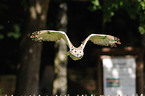 siberian eagle owl