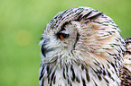 siberian eagle owl