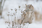 Siberian Eagle Owl