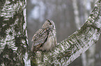 sitting siberian egale owl