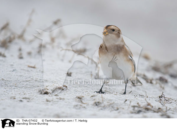 standing Snow Bunting / THA-07402