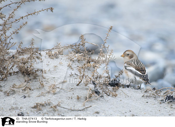 standing Snow Bunting / THA-07413