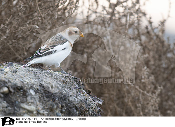 standing Snow Bunting / THA-07414