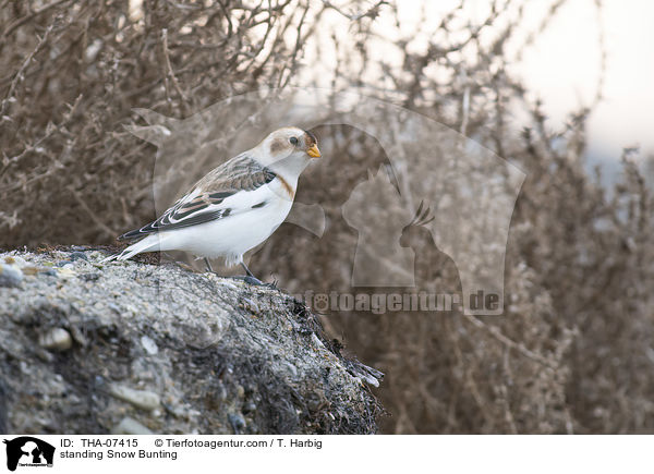 standing Snow Bunting / THA-07415