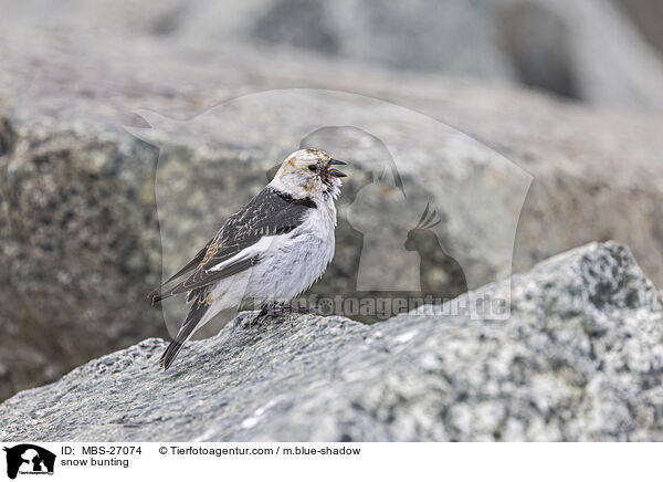 snow bunting / MBS-27074