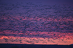flying Snow Geese