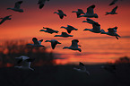 flying Snow Geese
