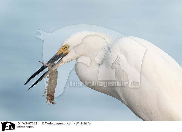 snowy egret / WS-07012