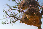 social weaver nest