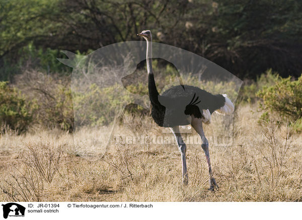 somali ostrich / JR-01394