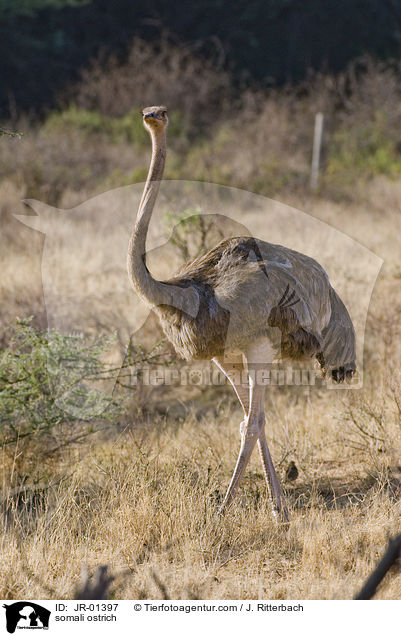 somali ostrich / JR-01397