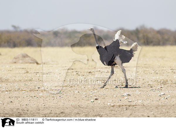 South african ostrich / MBS-11811