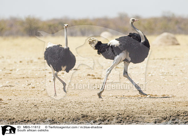 South african ostrichs / MBS-11812