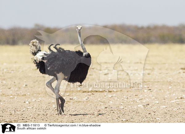 South african ostrich / MBS-11813