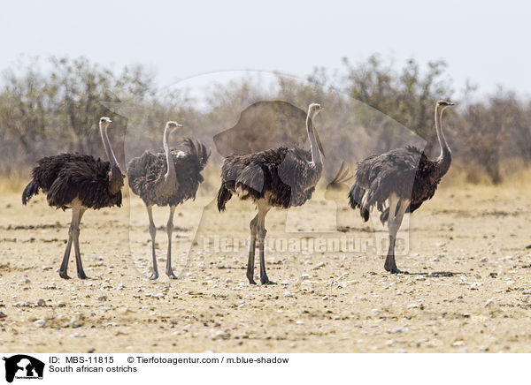 South african ostrichs / MBS-11815