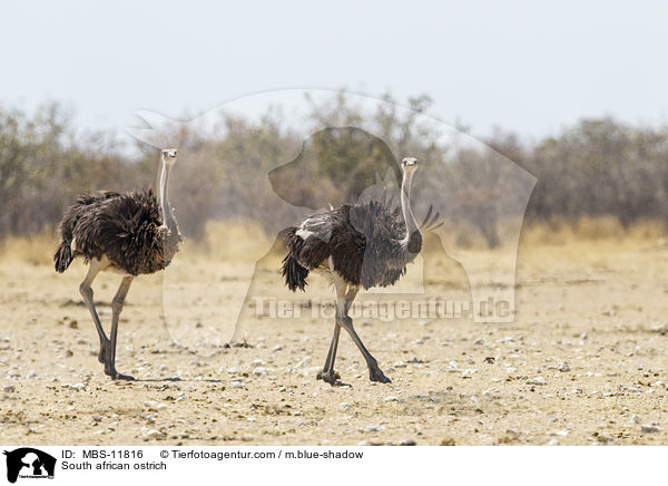 South african ostrich / MBS-11816
