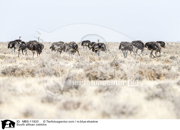 South african ostrichs / MBS-11820
