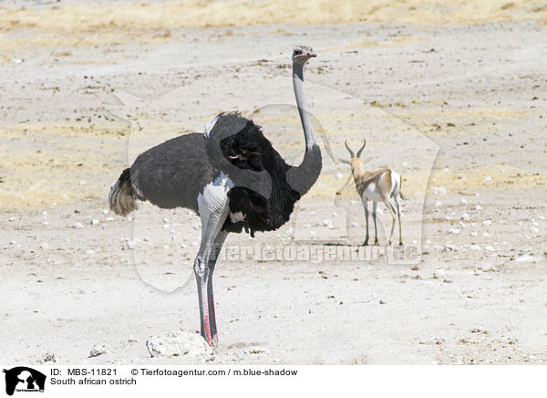 South african ostrich / MBS-11821