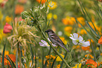 sitting Sparrow in the flower meadow