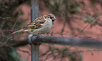sitting Sparrow
