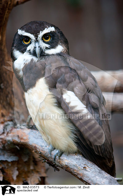spectacled owl / MAZ-03573