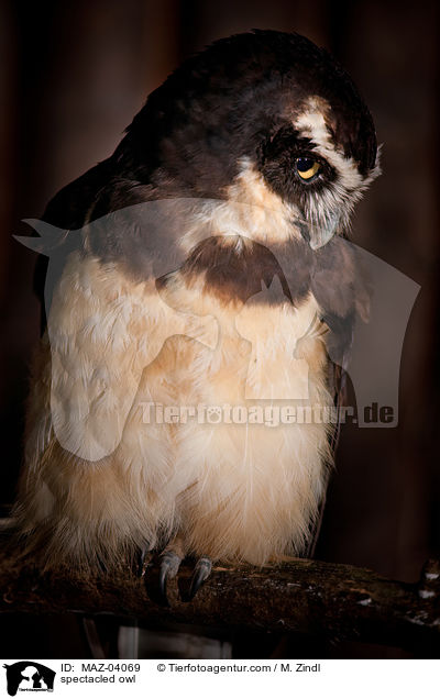 spectacled owl / MAZ-04069