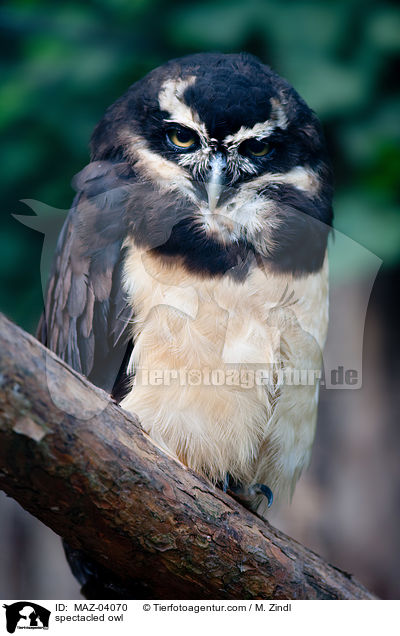 spectacled owl / MAZ-04070
