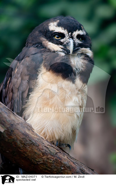 spectacled owl / MAZ-04071