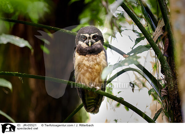 spectacled owl / JR-05521