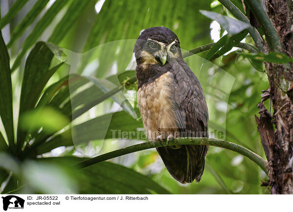 spectacled owl / JR-05522