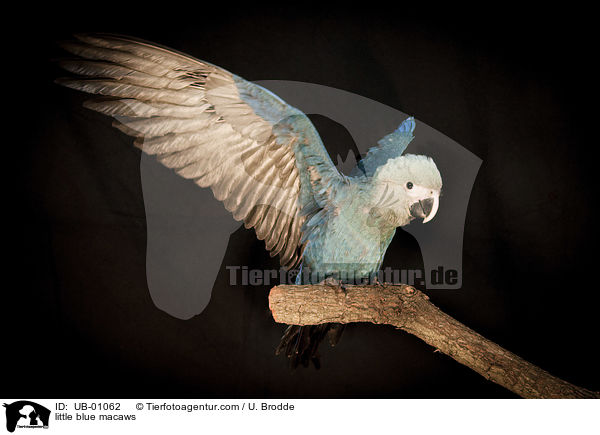 little blue macaws / UB-01062
