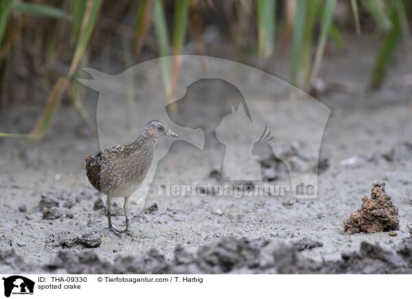 spotted crake / THA-09330