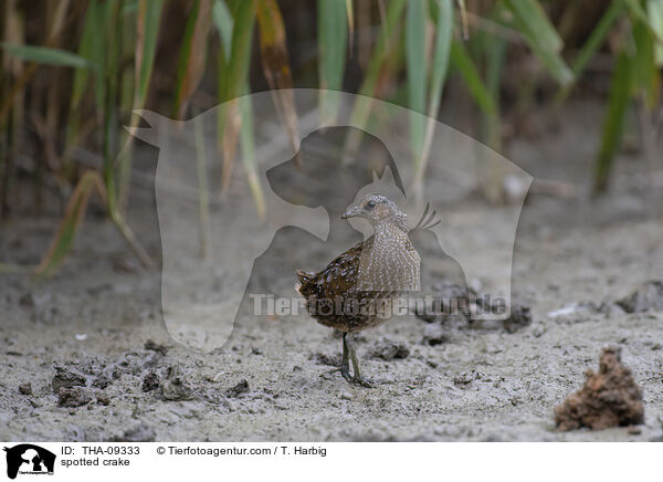 spotted crake / THA-09333