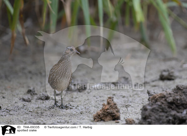 spotted crake / THA-09335