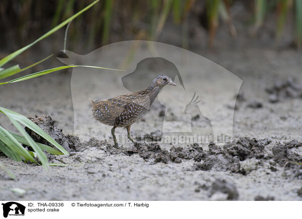 spotted crake / THA-09336