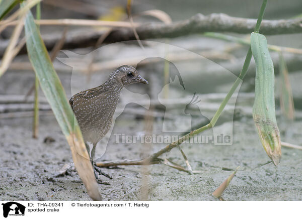 spotted crake / THA-09341
