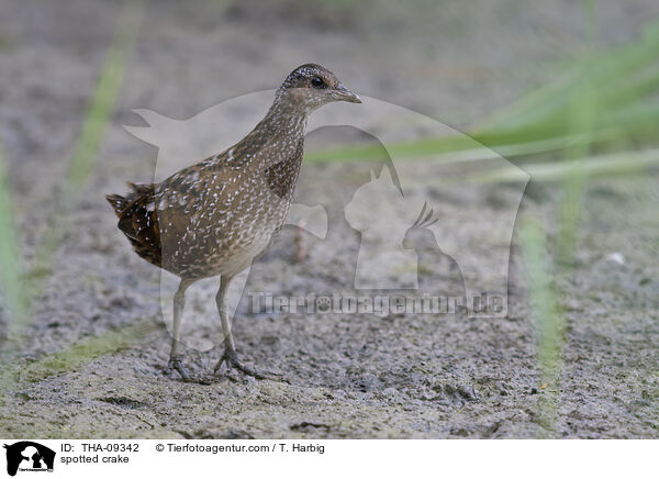 spotted crake / THA-09342