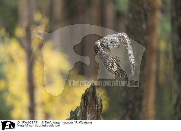 flying African spotted-eagle owl / PW-05875