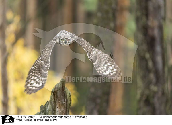 flying African spotted-eagle owl / PW-05878