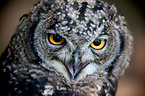 african eagle owl