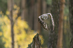 flying African spotted-eagle owl