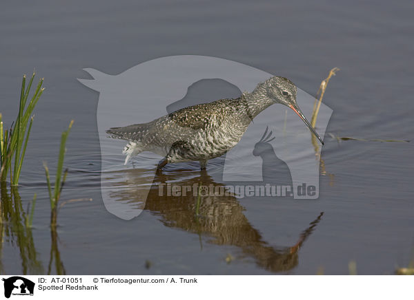 Spotted Redshank / AT-01051