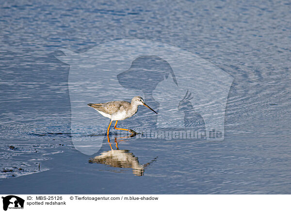 spotted redshank / MBS-25126