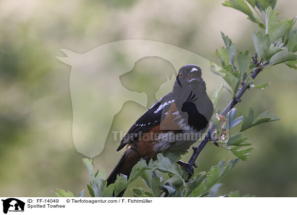 Spotted Towhee / FF-14049