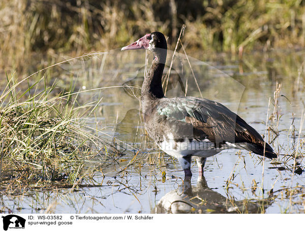 spur-winged goose / WS-03582
