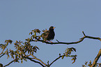 European starling