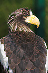 Stellers sea-eagle