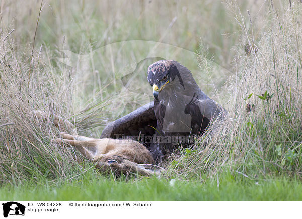 steppe eagle / WS-04228